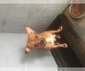 Faux Frenchbo Bulldog Dogs for adoption in Pleasanton, TX, USA