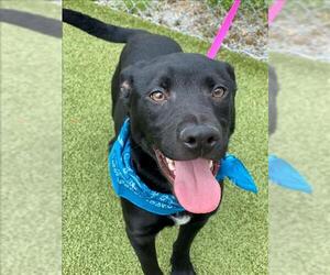 German Shepherd Dog-Unknown Mix Dogs for adoption in Fayetteville, NC, USA