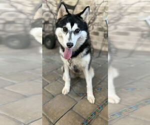 Alaskan Klee Kai-Shiba Inu Mix Dogs for adoption in Newfoundland, PA, USA