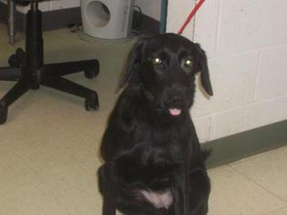 Shepradors Dogs for adoption in Gulfport, MS, USA