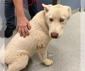 Siberian Husky Dogs for adoption in Orange, CA, USA