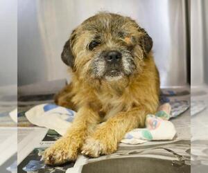 Shih Tzu-Unknown Mix Dogs for adoption in San Antonio, TX, USA