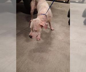 American Pit Bull Terrier-Unknown Mix Dogs for adoption in Houston, TX, USA