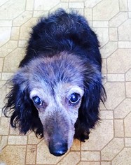 Dachshund Dogs for adoption in Buffalo, NY, USA