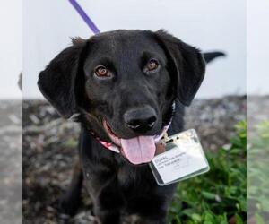 Labrador Retriever-Unknown Mix Dogs for adoption in San Diego, CA, USA