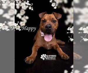 American Pit Bull Terrier Dogs for adoption in Riverside, CA, USA