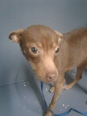 Miniature Pinscher Dogs for adoption in Cincinnati, OH, USA
