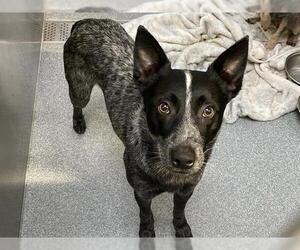 Mutt Dogs for adoption in Orange, CA, USA