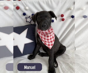Labrador Retriever-Unknown Mix Dogs for adoption in Lakewood, CO, USA