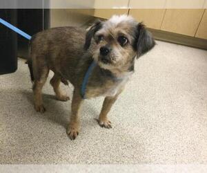 Mutt Dogs for adoption in Riverside, CA, USA