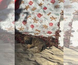 Boxer-Unknown Mix Dogs for adoption in HOPKINSVILLE/PRINCETON, KY, NH, USA