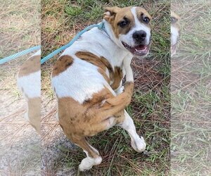 Medium Photo #4 Bullypit Puppy For Sale in Binghamton, NY, USA