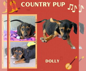 Mutt Dogs for adoption in Lindsay, CA, USA