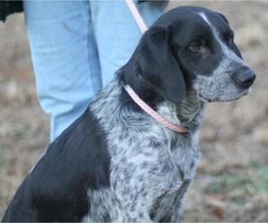Bluetick Coonhound Dogs for adoption in Lovingston, VA, USA