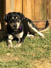 Shepradors Dogs for adoption in Warwick, RI, USA
