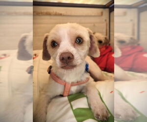 Dachshund-Unknown Mix Dogs for adoption in Pacifica, CA, USA