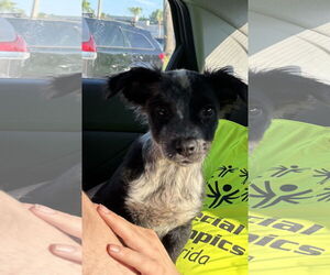 Australian Shepherd-Unknown Mix Dogs for adoption in Sanford, FL, USA