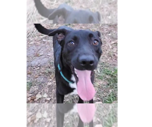 Small Labrador Retriever Mix