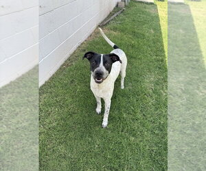 Mutt Dogs for adoption in OKLAHOMA CITY, OK, USA