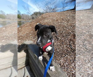 Mutt Dogs for adoption in Candler, NC, USA
