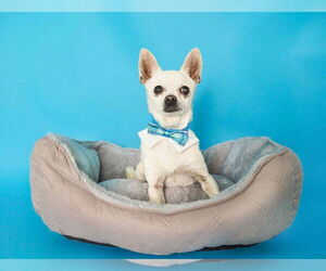 Chihuahua-Unknown Mix Dogs for adoption in phoenix, AZ, USA