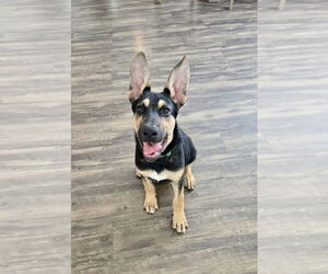 German Shepherd Dog-Unknown Mix Dogs for adoption in Mooresville, NC, USA