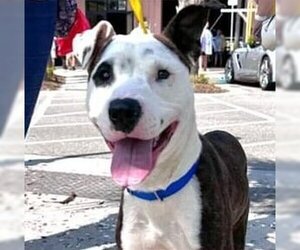 American Pit Bull Terrier-Unknown Mix Dogs for adoption in North Myrtle Beach, SC, USA