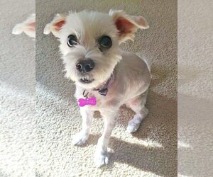 Maltese Dogs for adoption in Corona, CA, USA