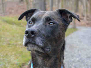 Plott Hound Dogs for adoption in Pittsburgh, PA, USA