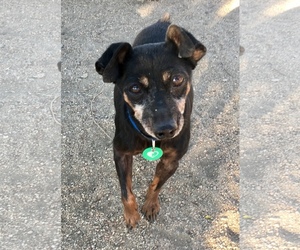 Miniature Pinscher Dogs for adoption in Lancaster, CA, USA