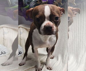 Boston Terrier Dogs for adoption in Smithfield, PA, USA