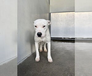 Mutt Dogs for adoption in San Bernardino, CA, USA