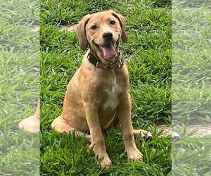 Labrador Retriever-Unknown Mix Dogs for adoption in Mount Laurel, NJ, USA