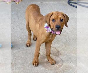 English Mastweiler Dogs for adoption in McKinney, TX, USA