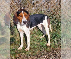Treeing Walker Coonhound Dogs for adoption in Lake City, MI, USA
