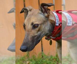 Greyhound Dogs for adoption in Minneapolis, MN, USA