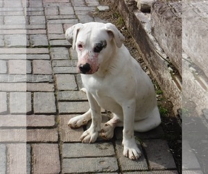 Labrador Retriever Dogs for adoption in Stockport, OH, USA