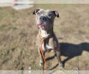 Plott Hound-Unknown Mix Dogs for adoption in Tavares, FL, USA