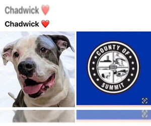 American Bulldog-Great Dane Mix Dogs for adoption in Akron, OH, USA