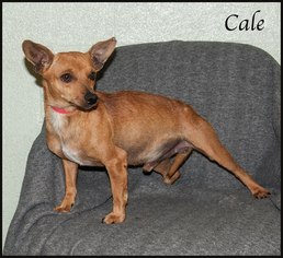 Medium Photo #1 Chiweenie Puppy For Sale in Ada, OK, USA
