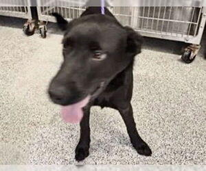 Medium Photo #2 Labrador Retriever Puppy For Sale in Houston, TX, USA