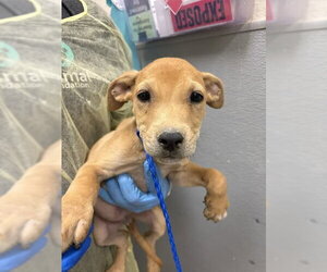 Labrador Retriever-Unknown Mix Dogs for adoption in Las Vegas, NV, USA