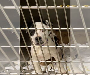 Boxer-Unknown Mix Dogs for adoption in Amarillo, TX, USA