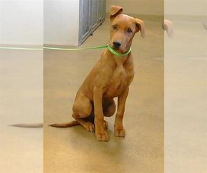 Unknown-Vizsla Mix Dogs for adoption in Sacramento, CA, USA