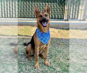 German Shepherd Dog-Unknown Mix Dogs for adoption in McKinney, TX, USA