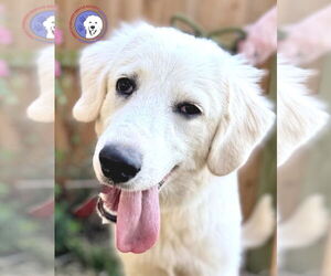 Great Pyrenees Dogs for adoption in Spring, TX, USA