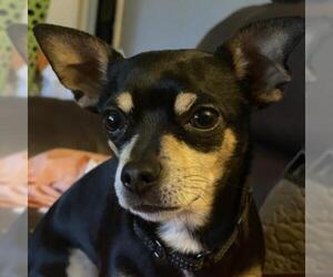 Chihuahua Dogs for adoption in Opelika, AL, USA
