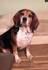 Beagle Dogs for adoption in Red Lion, PA, USA