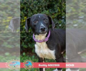 Labrador Retriever-Unknown Mix Dogs for adoption in Mobile, AL, USA