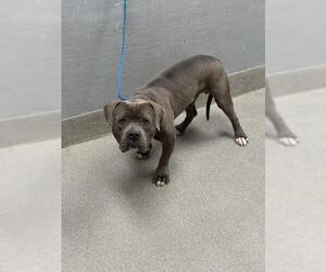 American Pit Bull Terrier-Unknown Mix Dogs for adoption in Las Vegas, NV, USA